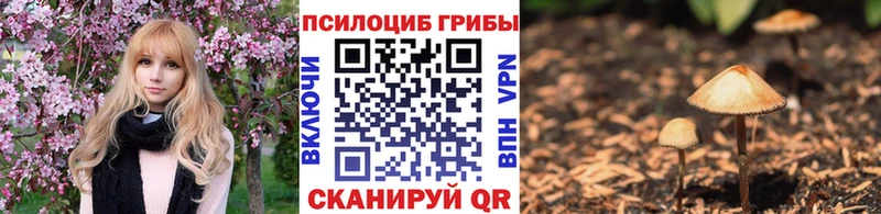 Псилоцибиновые грибы MAGIC MUSHROOMS  Купить закладки  Киреевск 